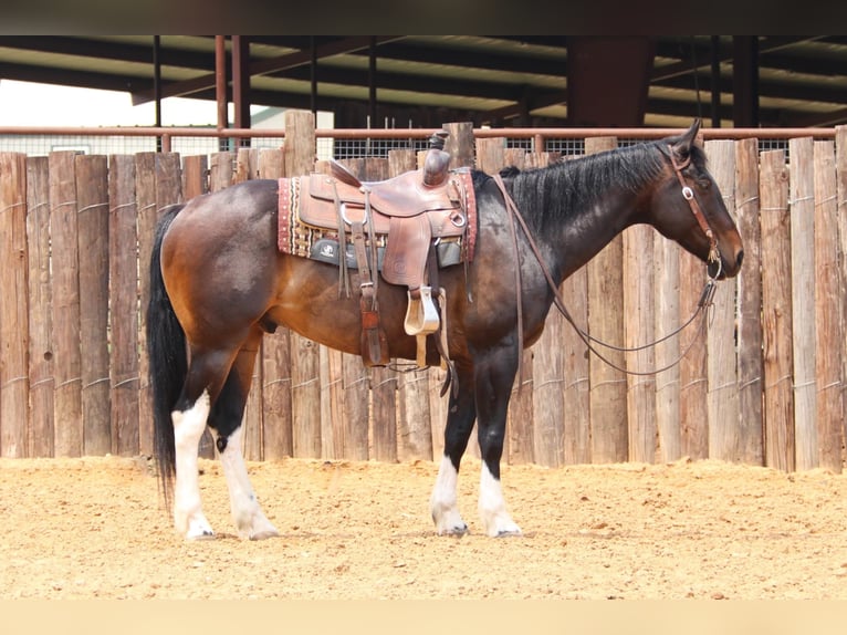 American Quarter Horse Castrone 15 Anni 160 cm Baio ciliegia in Joshua TX