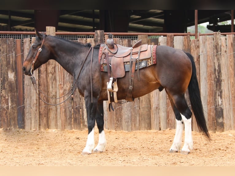 American Quarter Horse Castrone 15 Anni 160 cm Baio ciliegia in Joshua TX