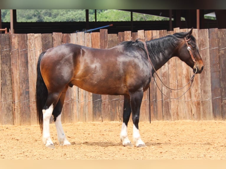 American Quarter Horse Castrone 15 Anni 160 cm Baio ciliegia in Joshua TX