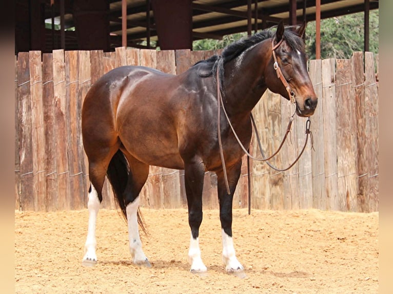 American Quarter Horse Castrone 15 Anni 160 cm Baio ciliegia in Joshua TX