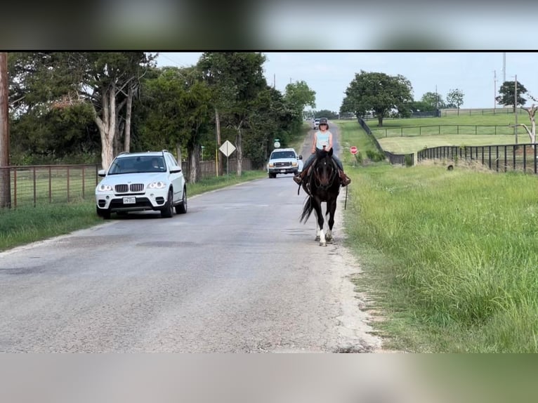 American Quarter Horse Castrone 15 Anni 160 cm Baio ciliegia in Joshua TX