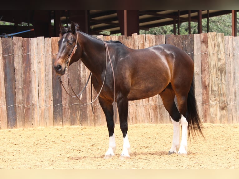 American Quarter Horse Castrone 15 Anni 160 cm Baio ciliegia in Joshua TX