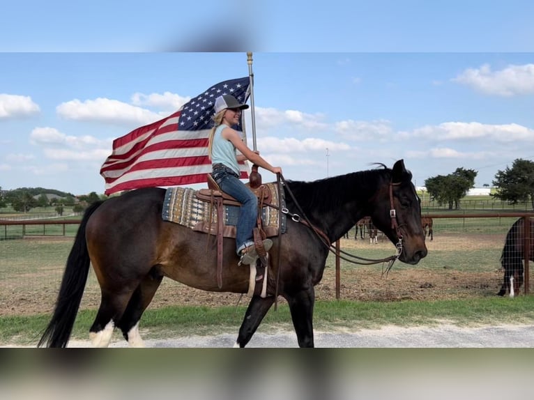 American Quarter Horse Castrone 15 Anni 160 cm Baio ciliegia in Joshua TX