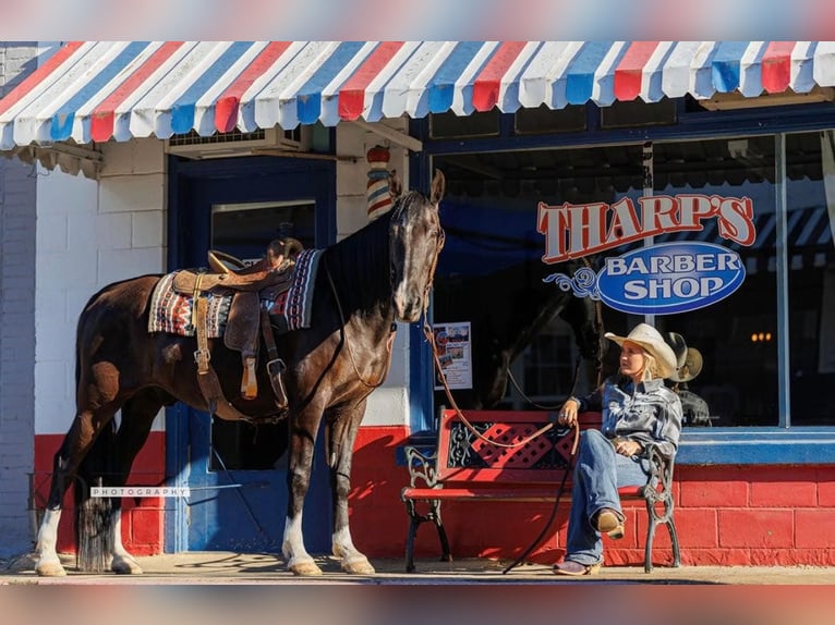 American Quarter Horse Castrone 15 Anni 160 cm Morello in Quitman, AR