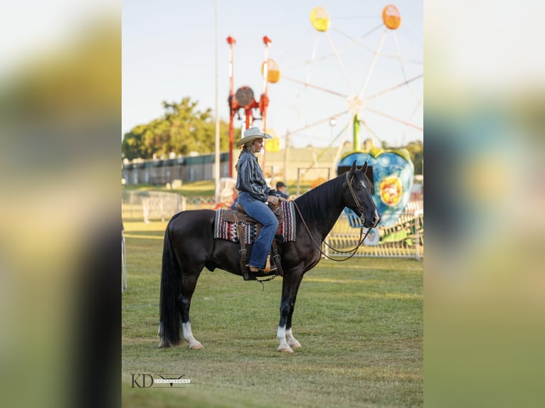 American Quarter Horse Castrone 15 Anni 160 cm Morello in Quitman, AR