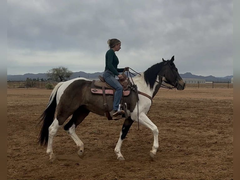 American Quarter Horse Castrone 15 Anni 160 cm Pelle di daino in Marana