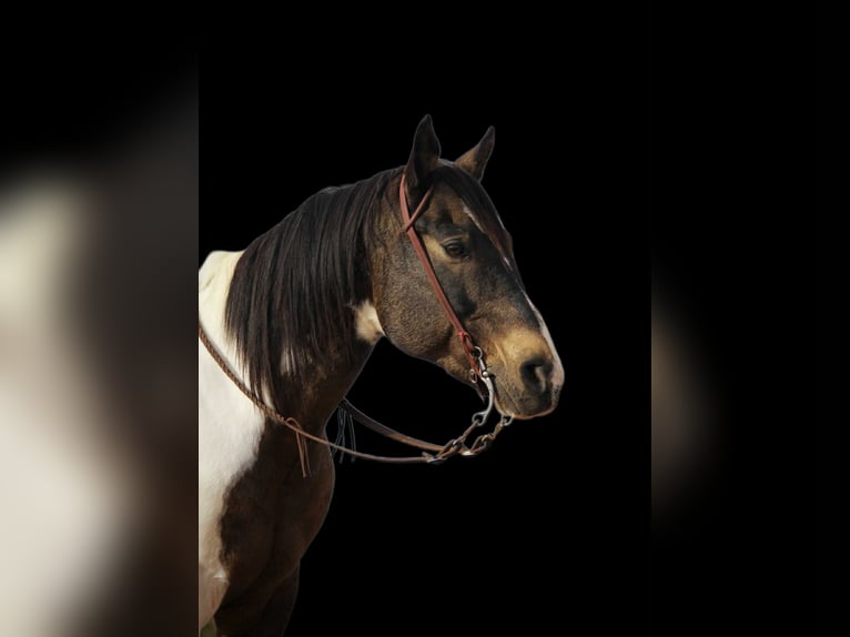 American Quarter Horse Castrone 15 Anni 160 cm Pelle di daino in Marana