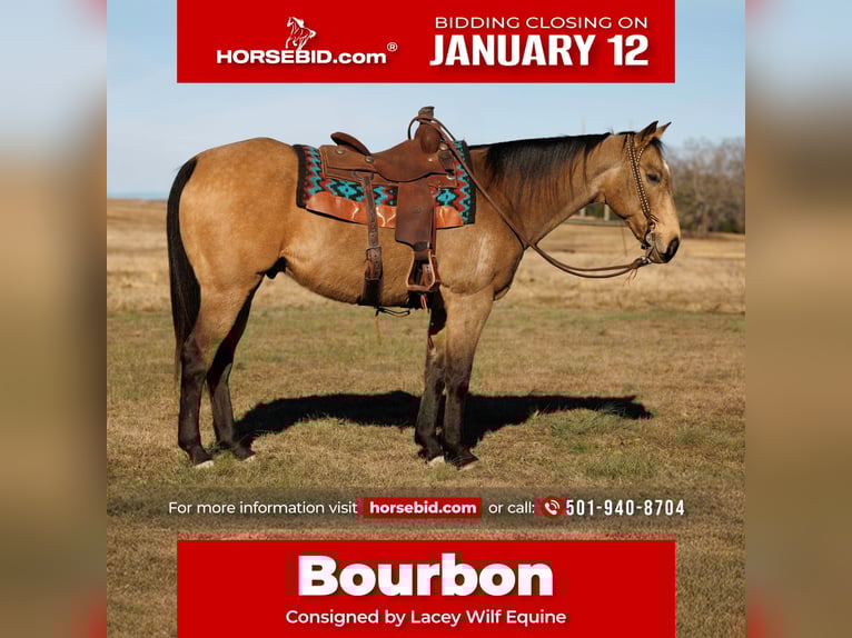 American Quarter Horse Castrone 15 Anni 160 cm Pelle di daino in Quitman