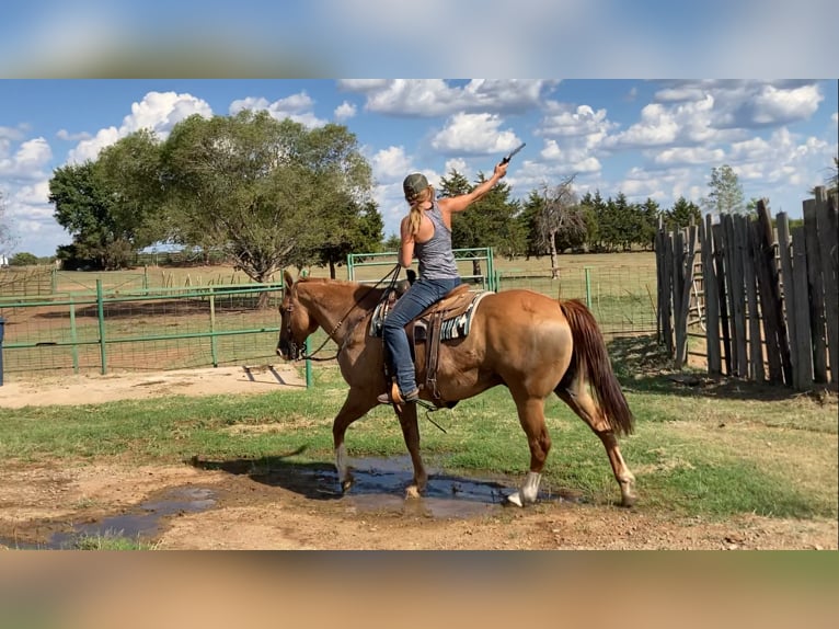 American Quarter Horse Mix Castrone 15 Anni 160 cm Red dun in Cushing, OK