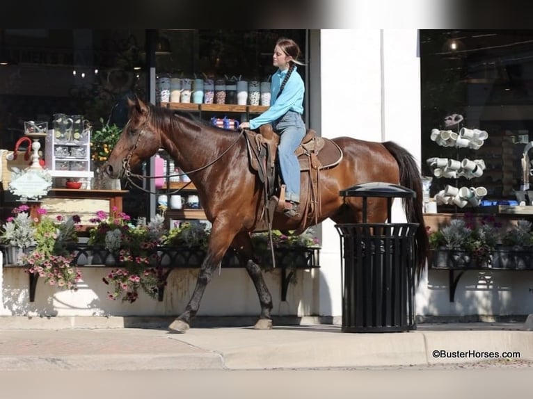 American Quarter Horse Castrone 15 Anni 163 cm Baio ciliegia in Weatherford TX