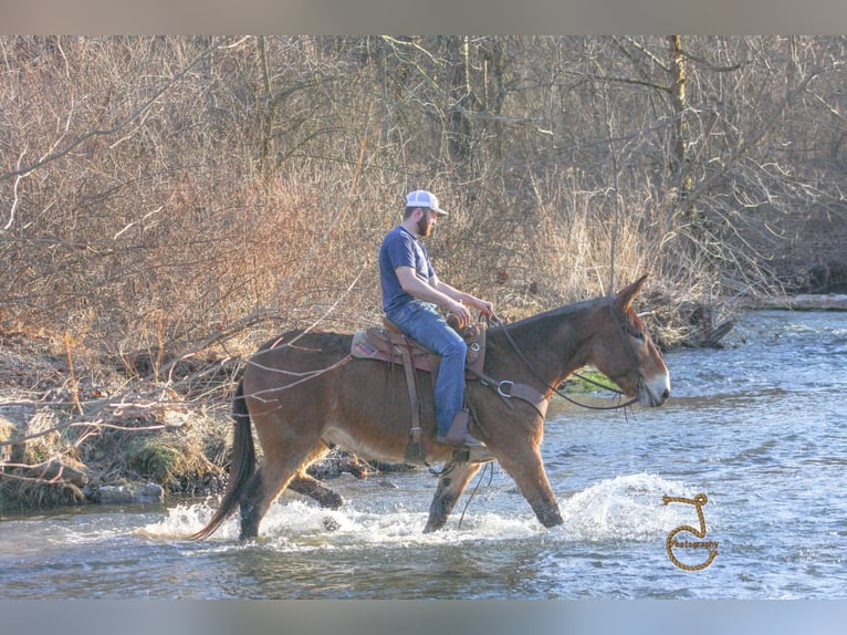 American Quarter Horse Castrone 15 Anni 163 cm Baio ciliegia in Walkerton IN