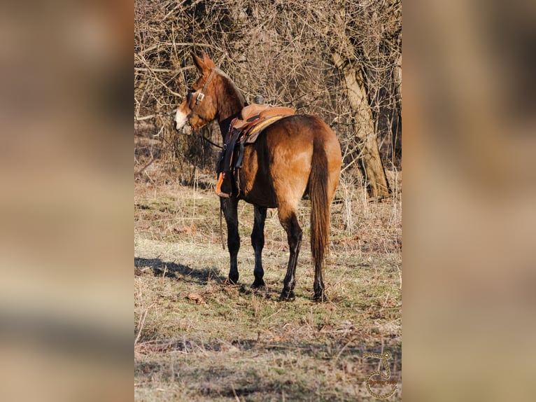 American Quarter Horse Castrone 15 Anni 163 cm Baio ciliegia in Walkerton IN