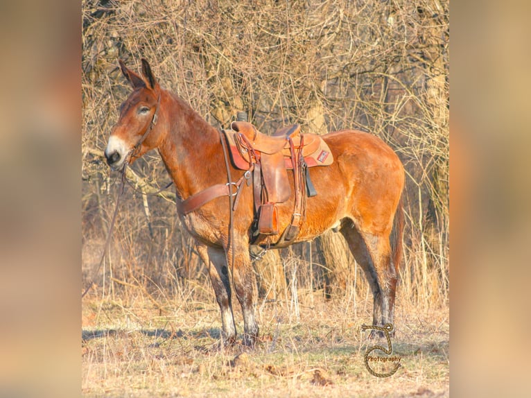 American Quarter Horse Castrone 15 Anni 163 cm Baio ciliegia in Walkerton IN