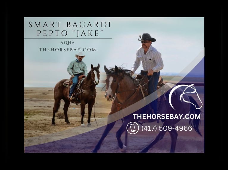 American Quarter Horse Castrone 15 Anni 163 cm Baio roano in Fort Collins, CO