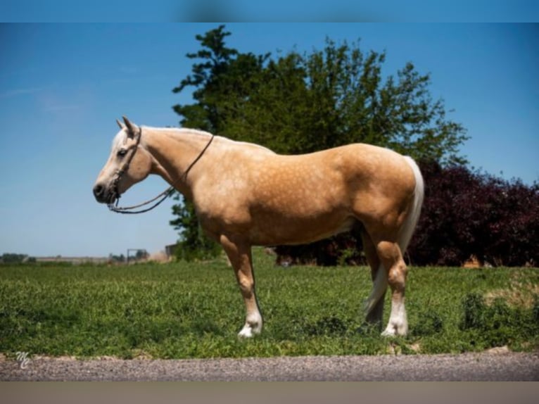 American Quarter Horse Castrone 15 Anni 163 cm Palomino in Homedale ID