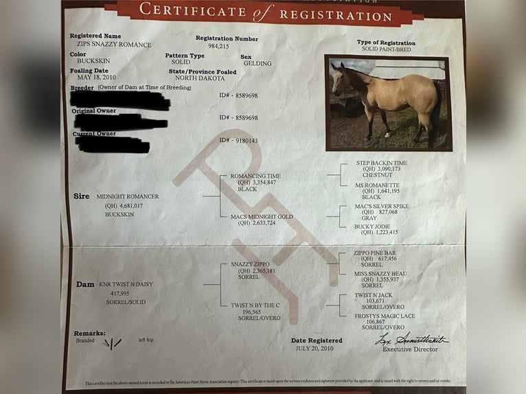 American Quarter Horse Castrone 15 Anni 163 cm Pelle di daino in Nogales AZ