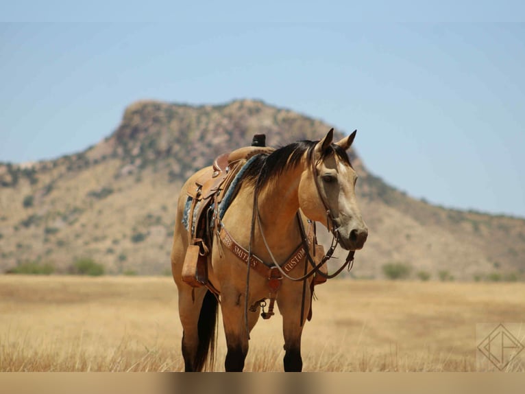 American Quarter Horse Castrone 15 Anni 163 cm Pelle di daino in Nogales AZ