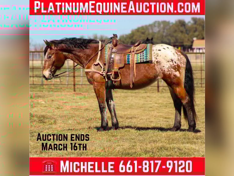 American Quarter Horse Castrone 15 Anni 165 cm Baio ciliegia in Stephenville TX