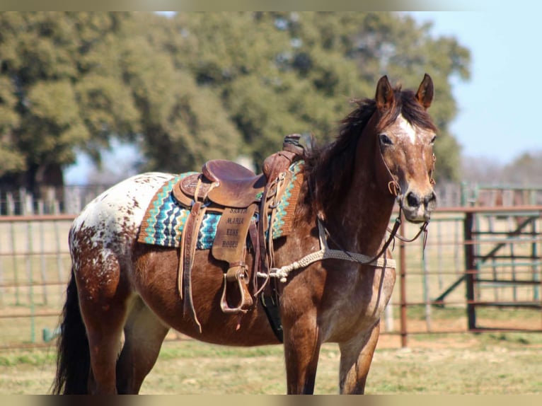American Quarter Horse Castrone 15 Anni 165 cm Baio ciliegia in Stephenville TX