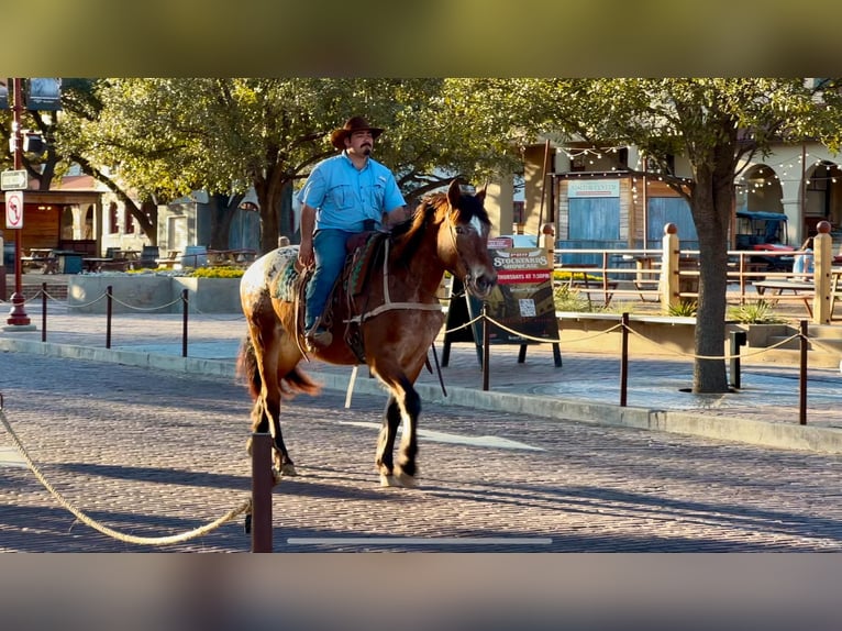 American Quarter Horse Castrone 15 Anni 165 cm Baio ciliegia in Stephenville TX