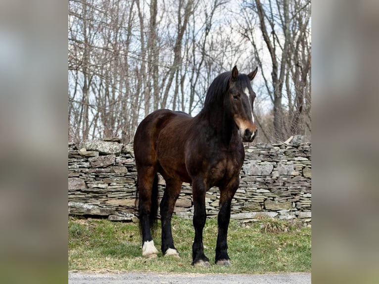 American Quarter Horse Castrone 15 Anni 165 cm Baio ciliegia in Everett PA