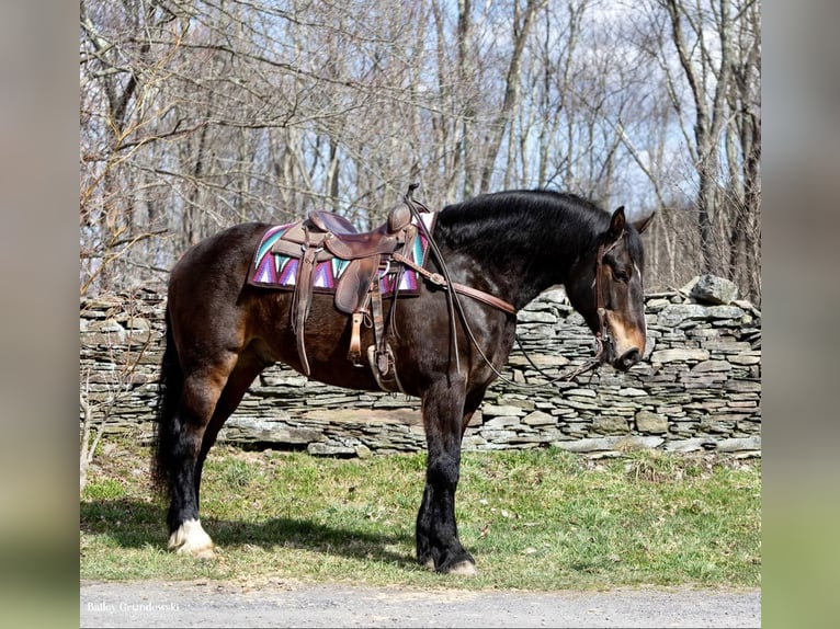 American Quarter Horse Castrone 15 Anni 165 cm Baio ciliegia in Everett PA