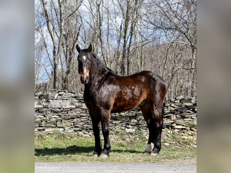 American Quarter Horse Castrone 15 Anni 165 cm Baio ciliegia in Everett PA