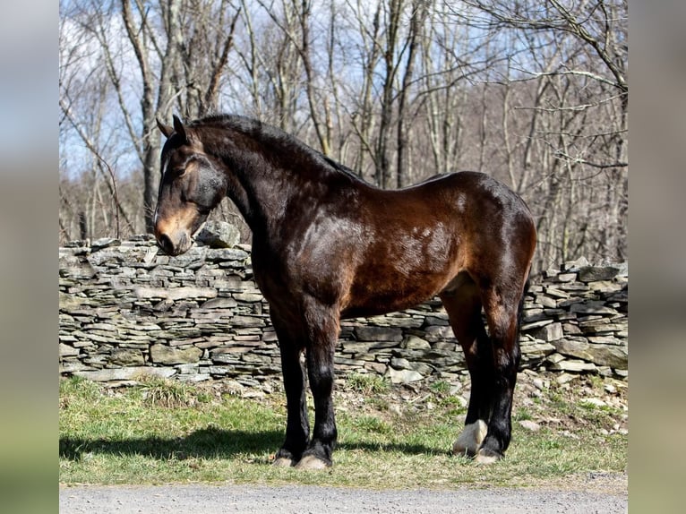 American Quarter Horse Castrone 15 Anni 165 cm Baio ciliegia in Everett PA