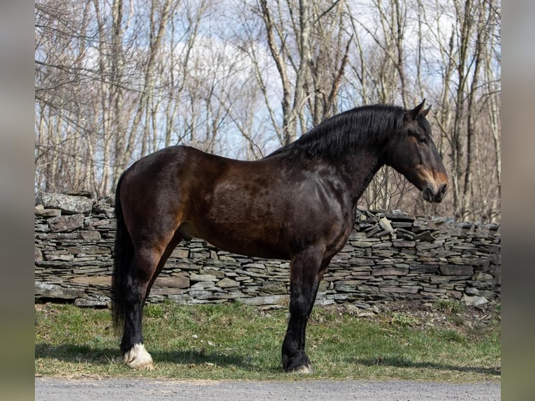 American Quarter Horse Castrone 15 Anni 165 cm Baio ciliegia in Everett PA