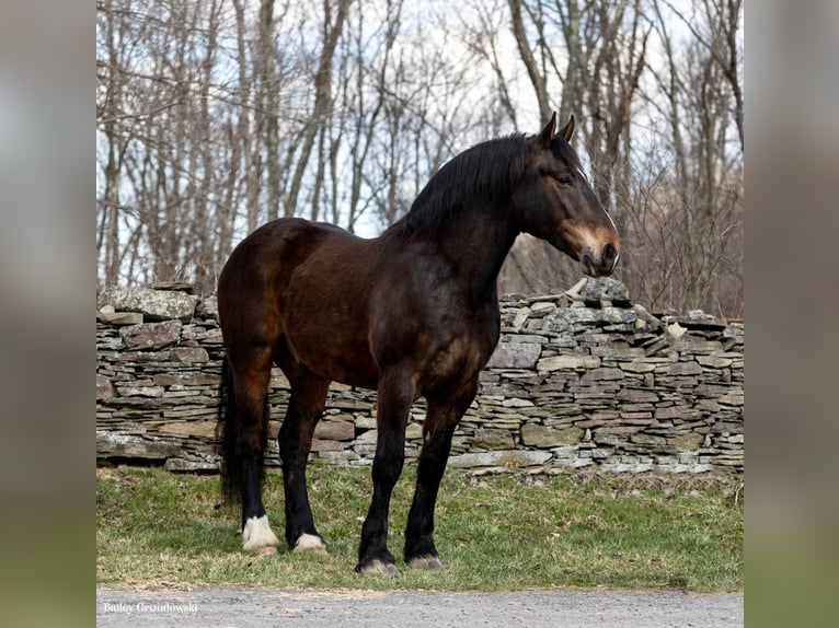 American Quarter Horse Castrone 15 Anni 165 cm Baio ciliegia in Everett PA