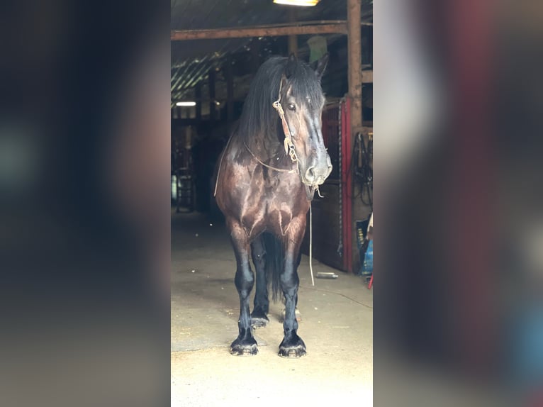 American Quarter Horse Castrone 15 Anni 165 cm Morello in Zearing Iowa