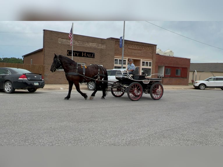 American Quarter Horse Castrone 15 Anni 165 cm Morello in Zearing Iowa