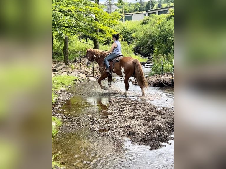 American Quarter Horse Castrone 15 Anni 165 cm Overo-tutti i colori in Everett PA