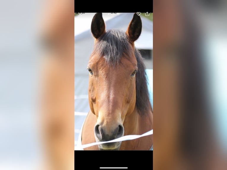 American Quarter Horse Castrone 15 Anni Baio ciliegia in Massen