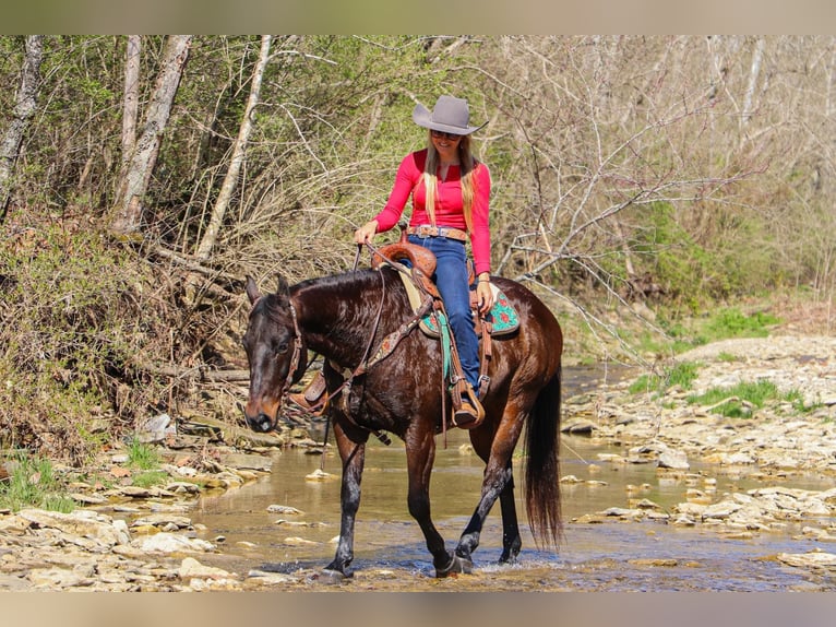 American Quarter Horse Castrone 15 Anni Baio ciliegia in Hillsboro KY