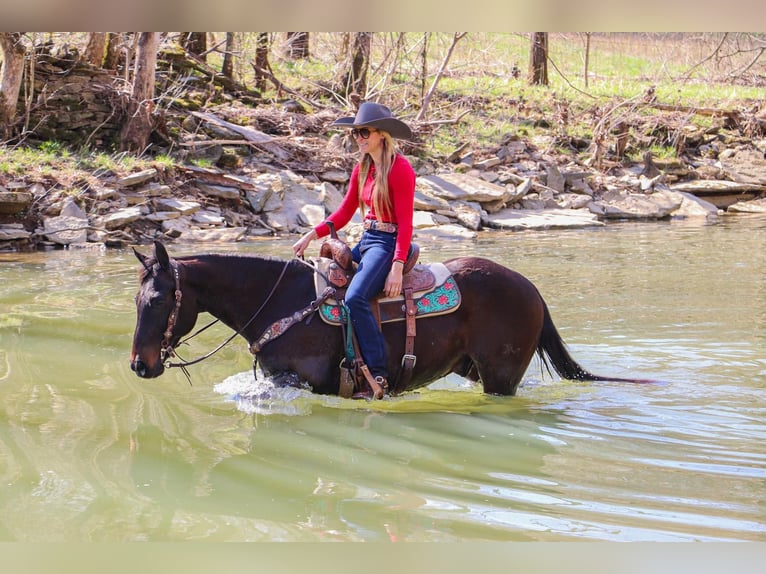 American Quarter Horse Castrone 15 Anni Baio ciliegia in Hillsboro KY