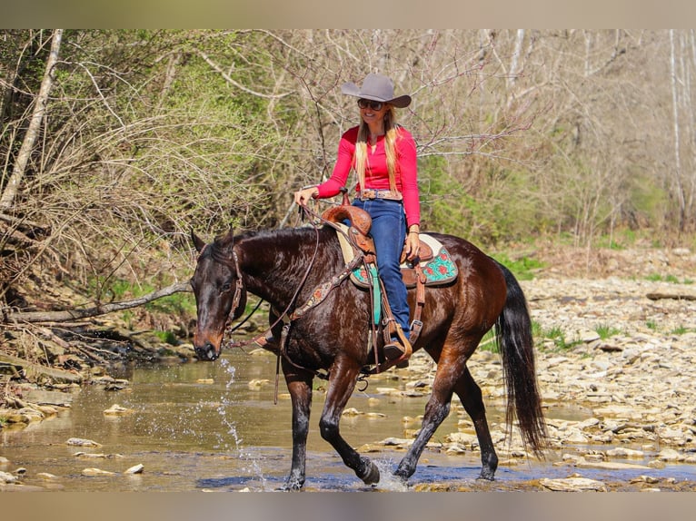 American Quarter Horse Castrone 15 Anni Baio ciliegia in Hillsboro KY