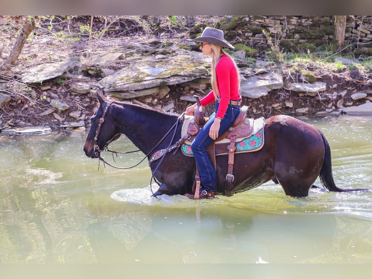 American Quarter Horse Castrone 15 Anni Baio ciliegia in Hillsboro KY