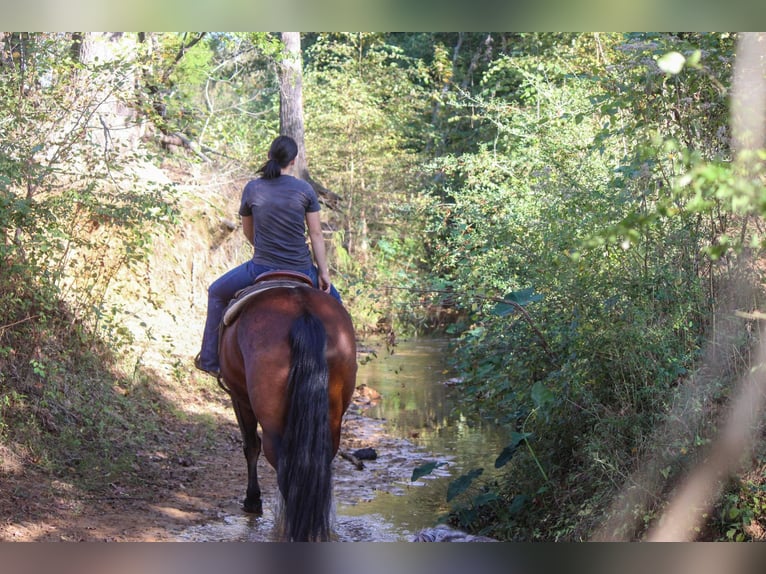 American Quarter Horse Castrone 15 Anni Baio ciliegia in Rusk TX