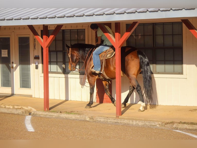 American Quarter Horse Castrone 15 Anni Baio ciliegia in Rusk TX