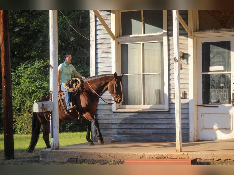 American Quarter Horse Castrone 15 Anni Baio ciliegia in Rusk TX