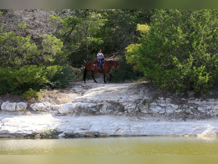American Quarter Horse Castrone 15 Anni Baio ciliegia in Terrell