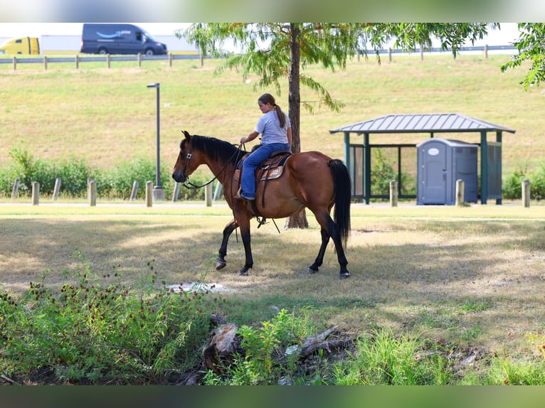 American Quarter Horse Castrone 15 Anni Baio ciliegia in Terrell