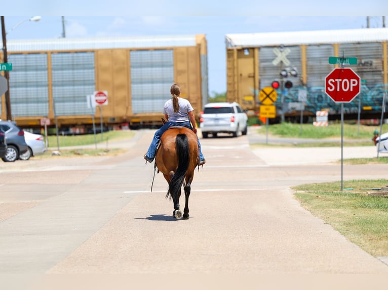 American Quarter Horse Castrone 15 Anni Baio ciliegia in Terrell