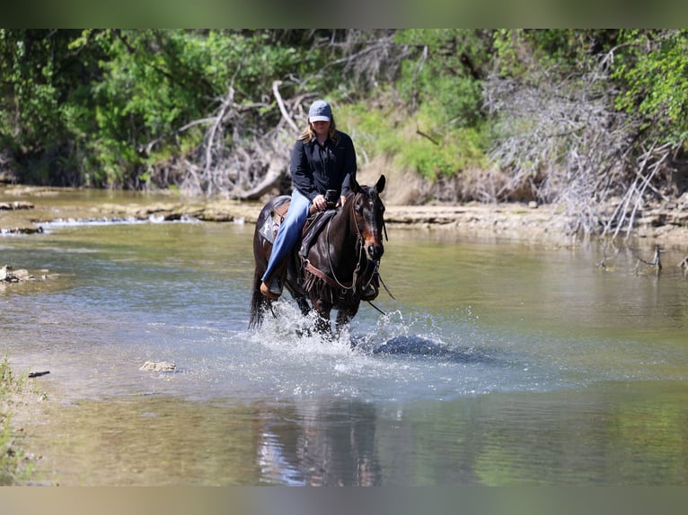 American Quarter Horse Castrone 15 Anni Baio in Stephenville