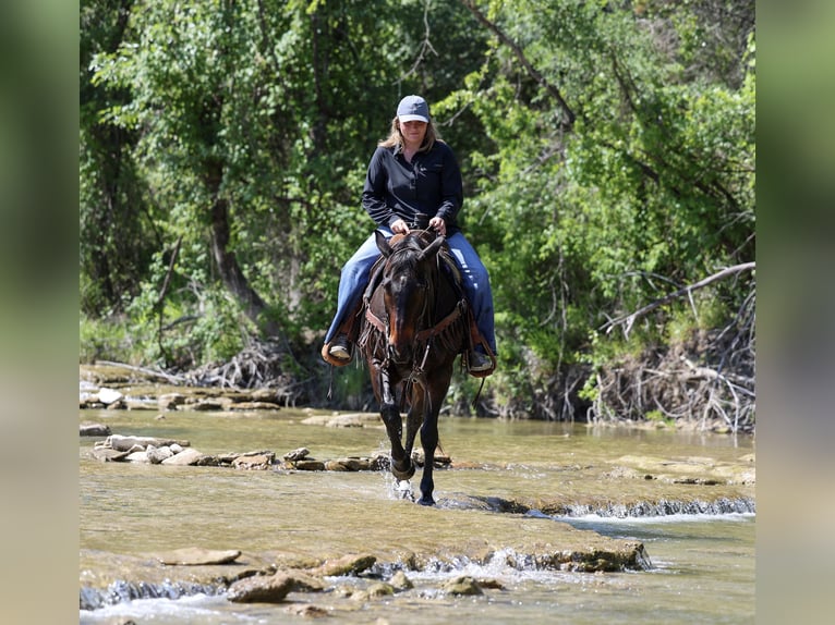 American Quarter Horse Castrone 15 Anni Baio in Stephenville