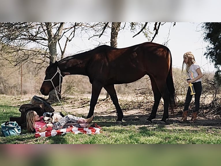 American Quarter Horse Castrone 15 Anni Baio in Weatherford, TX