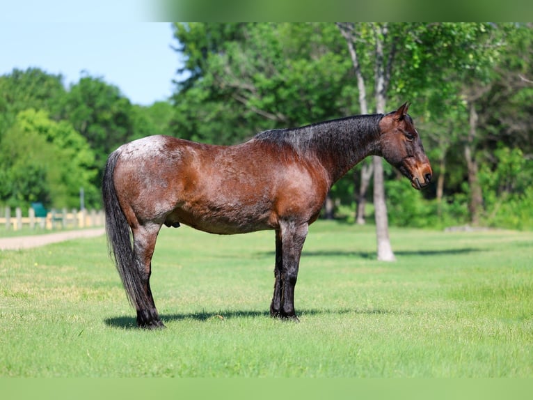 American Quarter Horse Castrone 15 Anni Baio roano in Forney