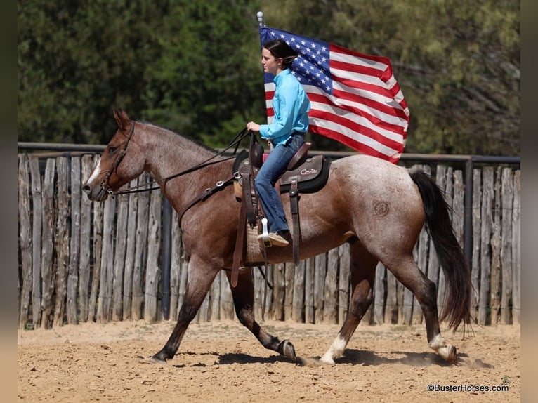 American Quarter Horse Castrone 15 Anni Baio roano in Weatherford TX