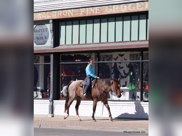 American Quarter Horse Castrone 15 Anni Baio roano in Weatherford TX